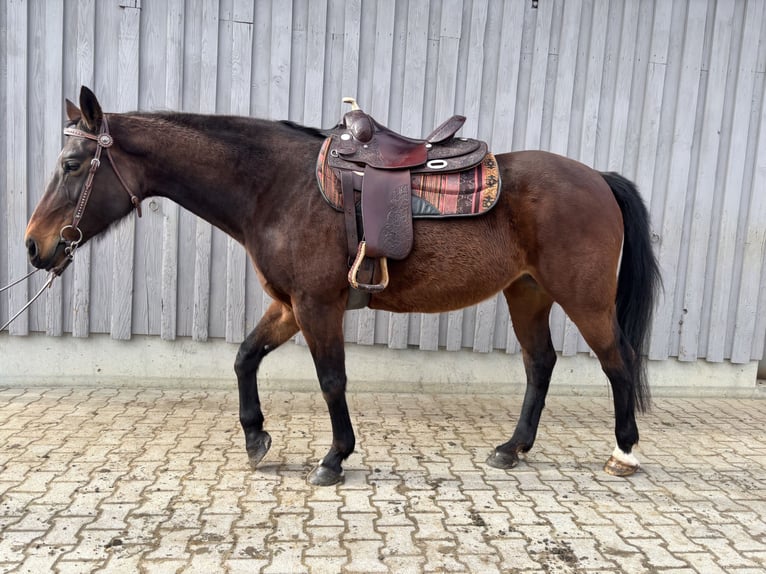 Baden Wuerttemberg Mare 16 years 16.1 hh Brown in Grünenbach