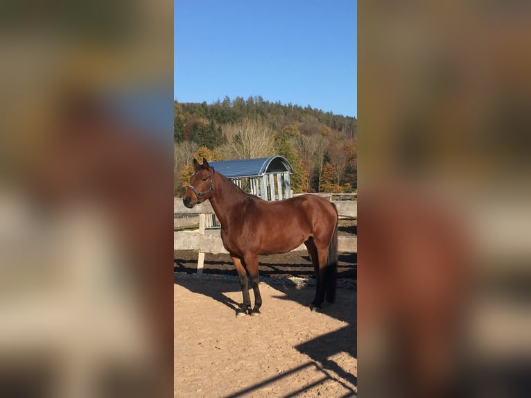 Baden Wuerttemberg Mare 16 years 16 hh Brown in Abtsgmünd