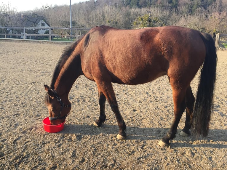 Baden Wuerttemberg Mare 16 years 16 hh Brown in Abtsgmünd