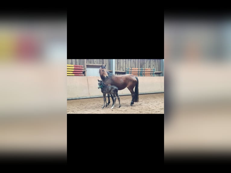 Baden Wuerttemberg Mare 16 years 16 hh Brown in Abtsgmünd