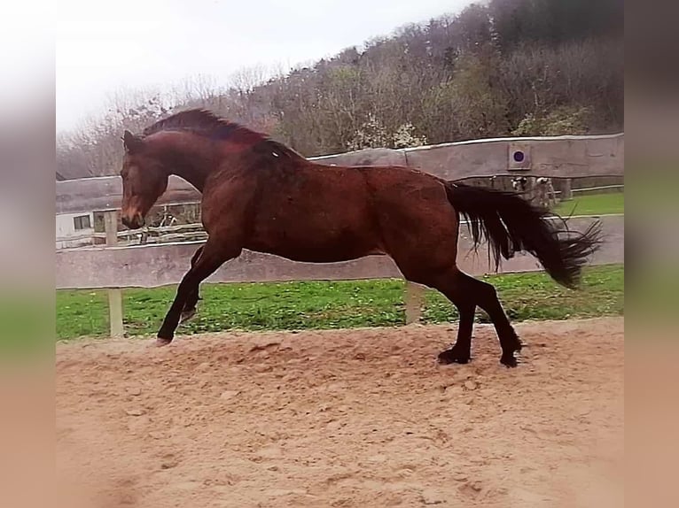 Baden Wuerttemberg Mare 16 years 16 hh Brown in Abtsgmünd