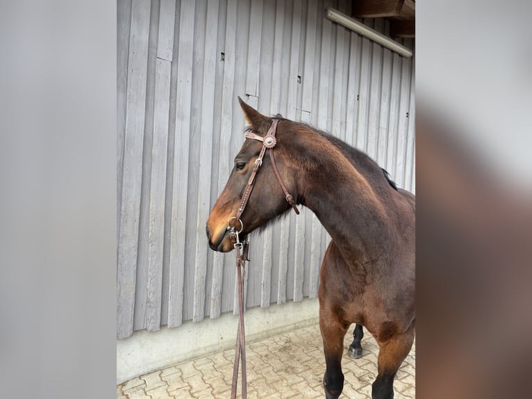 Baden Wuerttemberg Mare 16 years 16,1 hh Brown in Grünenbach