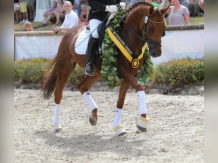 Baden Wuerttemberg Mare 16 years 16,1 hh Chestnut-Red in Wald