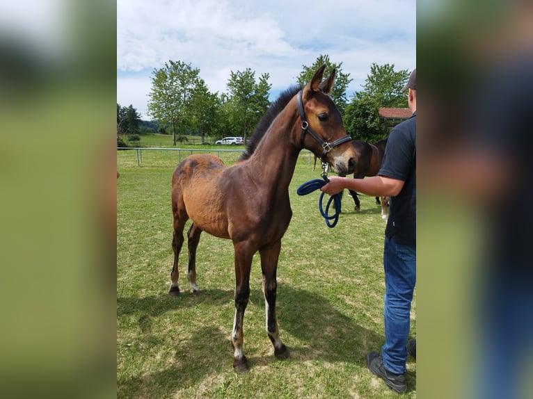 Baden Wuerttemberg Mare 16 years 16,1 hh Chestnut-Red in Wald