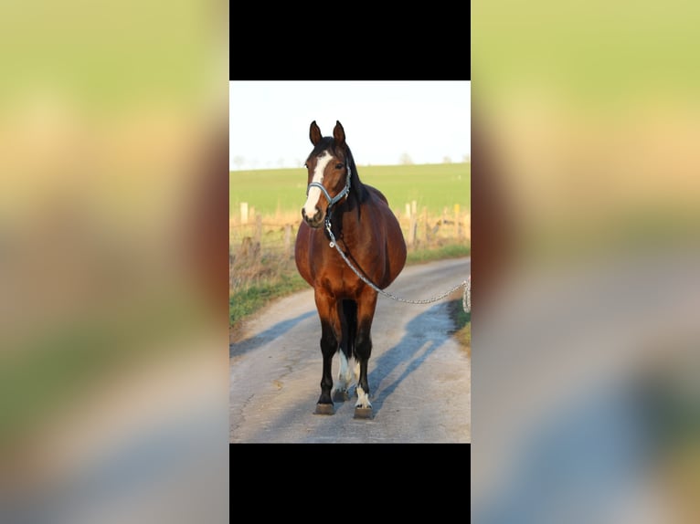 Baden Wuerttemberg Mare 16 years Brown in Jettingen-Scheppach Baden Wuerttemberg Mare 16 years Brown in Jettingen-Scheppach