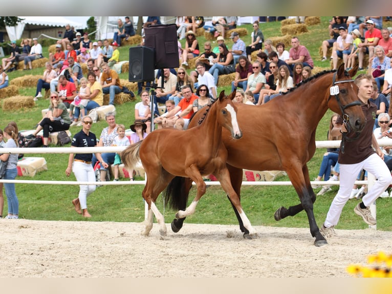 Baden Wuerttemberg Mare 17 years 16,2 hh Brown in Ellwangen (Jagst)