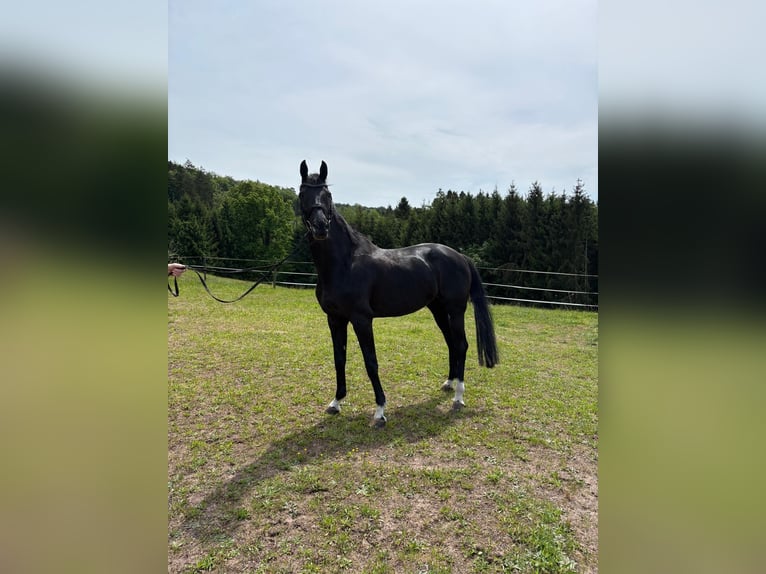 Baden Wuerttemberg Mare 17 years 16 hh Smoky-Black in HüttlingenHüttlingen
