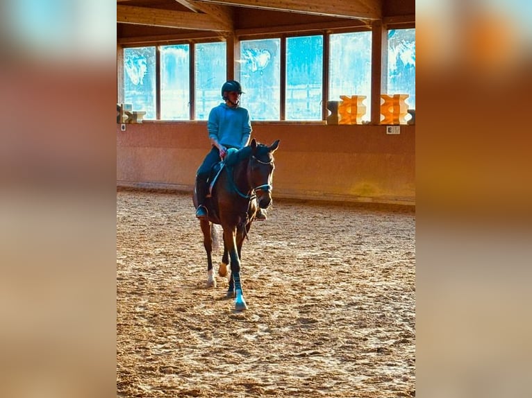 Baden Wuerttemberg Mare 17 years 16,2 hh Brown in Nesselwängle