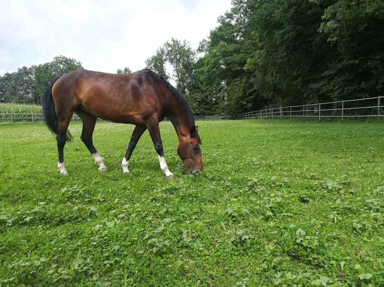 Baden Wuerttemberg Mare 18 years 16 hh Bay-Dark in Erlen