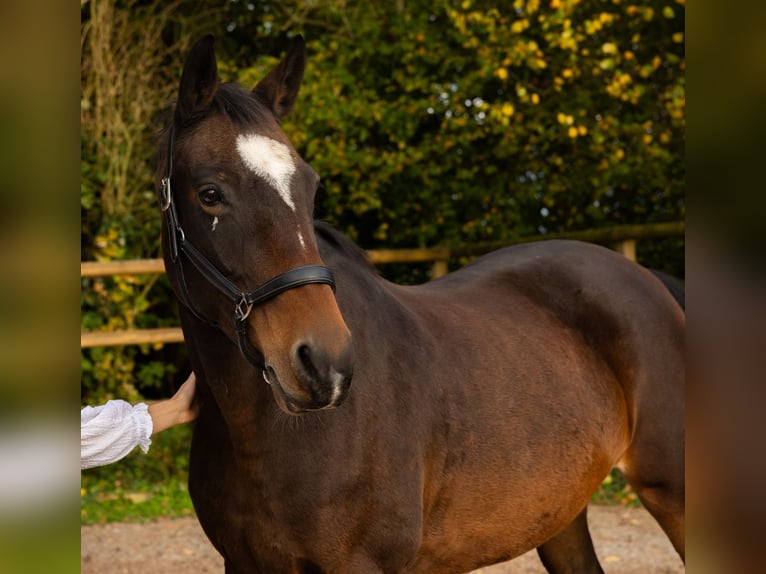 Baden Wuerttemberg Mare 18 years 16 hh Bay-Dark in Erlen