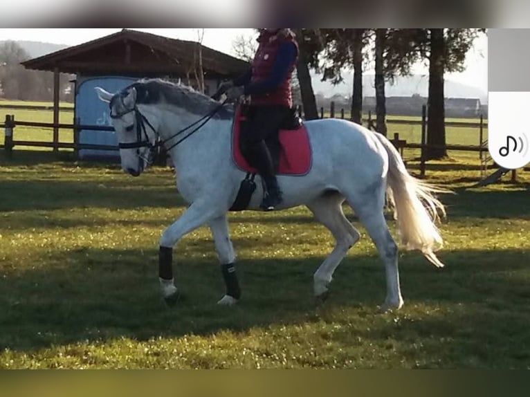 Baden Wuerttemberg Mare 19 years 16,1 hh Grey in Baienfurt