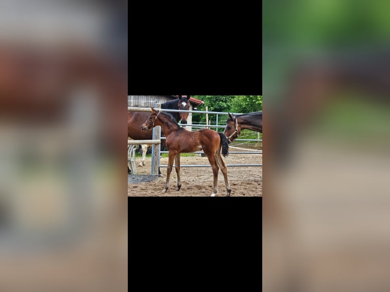 Baden Wuerttemberg Mare 1 year Brown in Neuffen