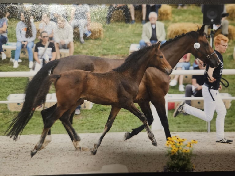 Baden Wuerttemberg Mare 1 year Brown in Neuffen