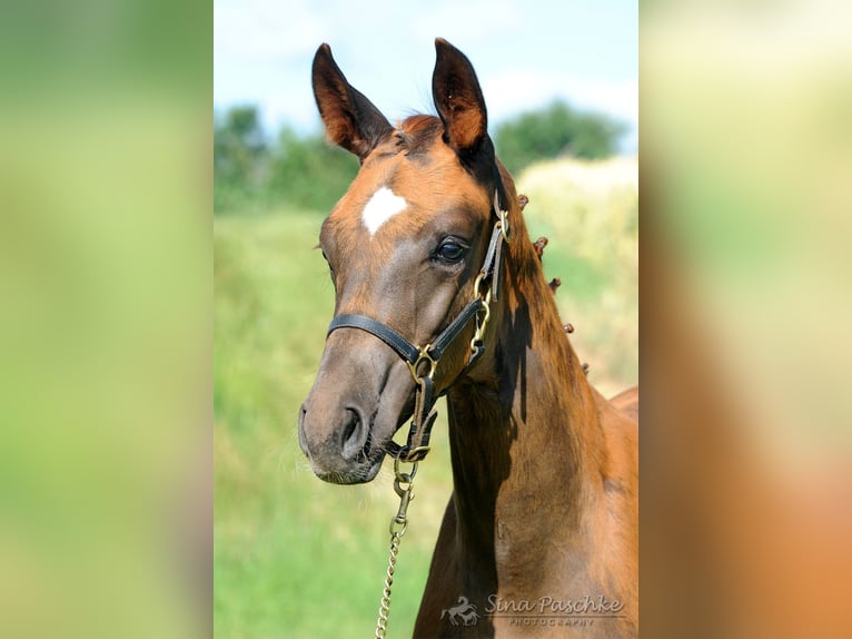 Baden Wuerttemberg Mare 1 year Chestnut in Schwieberdingen