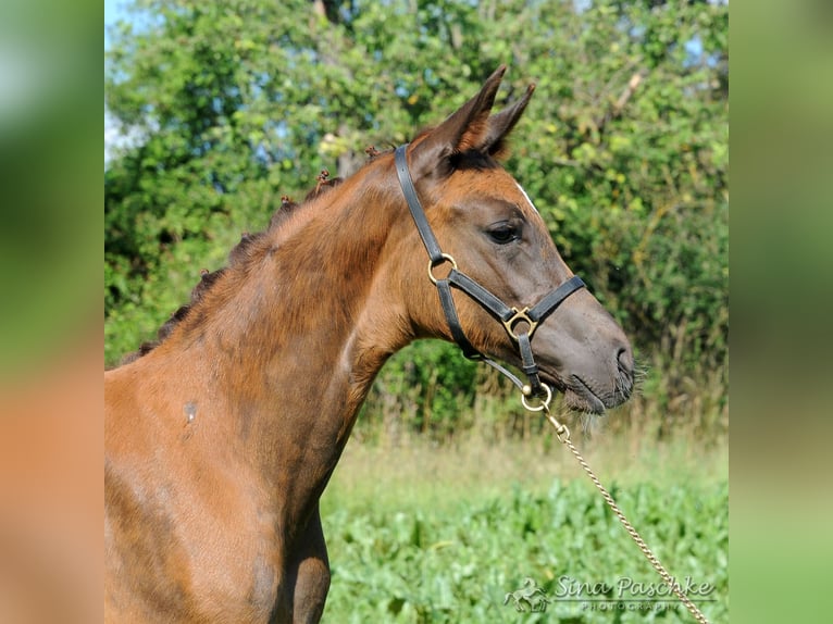 Baden Wuerttemberg Mare 1 year Chestnut in Schwieberdingen