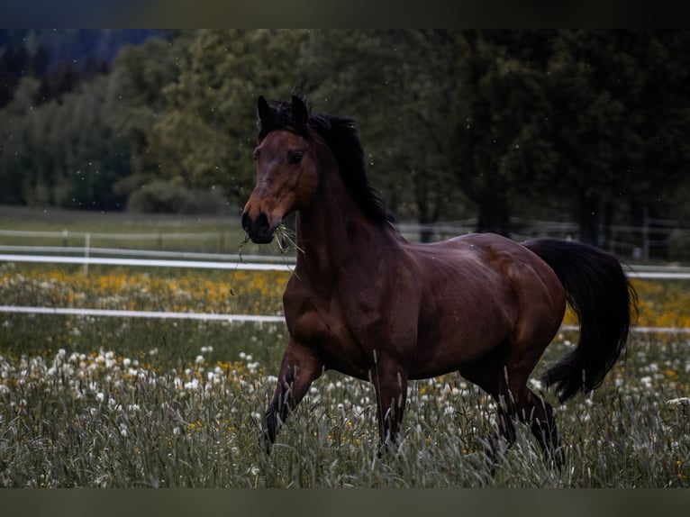 Baden Wuerttemberg Mare 21 years 16 hh Brown in Blaichach