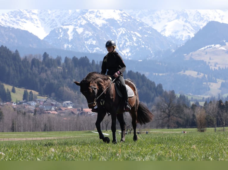 Baden Wuerttemberg Mare 21 years 16 hh Brown in Blaichach