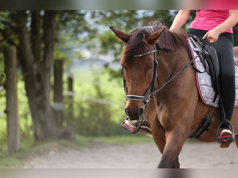 Baden Wuerttemberg Mare 21 years 16 hh Brown in Blaichach