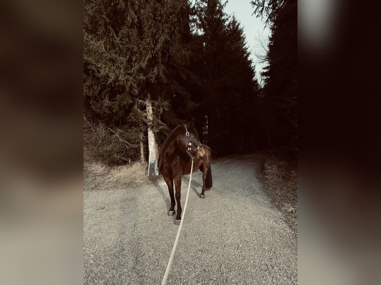 Baden Wuerttemberg Mare 21 years 16 hh Brown in Blaichach