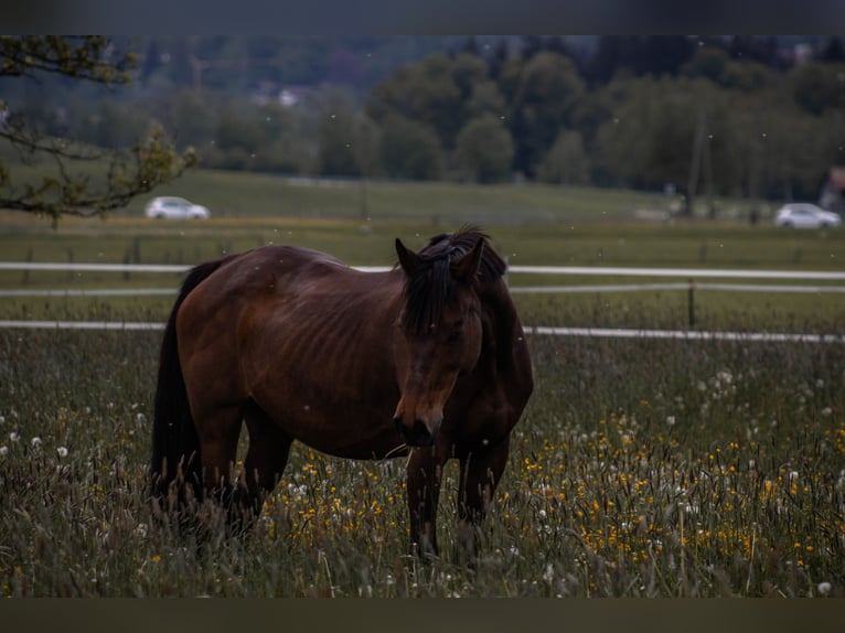 Baden Wuerttemberg Mare 21 years 16 hh Brown in Blaichach