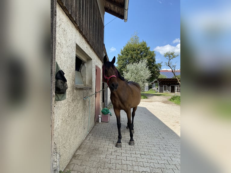 Baden Wuerttemberg Mare 21 years 16 hh Brown in Blaichach