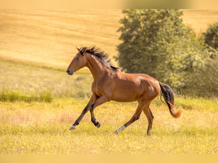 Baden Wuerttemberg Mare 2 years 16,2 hh Brown in Kirchheim am Ries