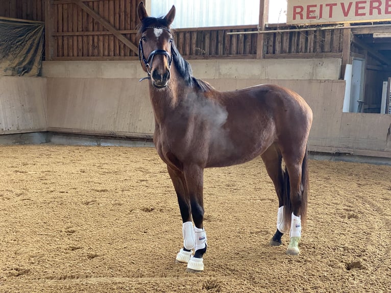 Baden Wuerttemberg Mare 2 years 16,2 hh Brown in Kirchheim am Ries