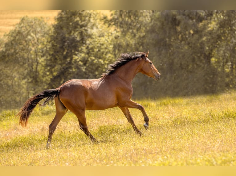 Baden Wuerttemberg Mare 2 years 16,2 hh Brown in Kirchheim am Ries