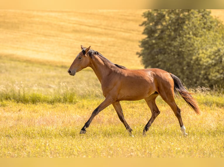 Baden Wuerttemberg Mare 2 years 16,2 hh Brown in Kirchheim am Ries