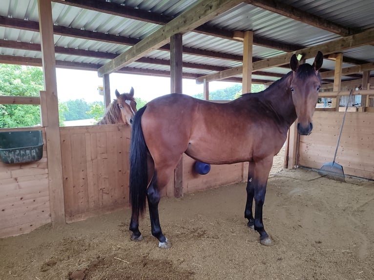 Baden Wuerttemberg Mare 2 years Brown in Küssaberg