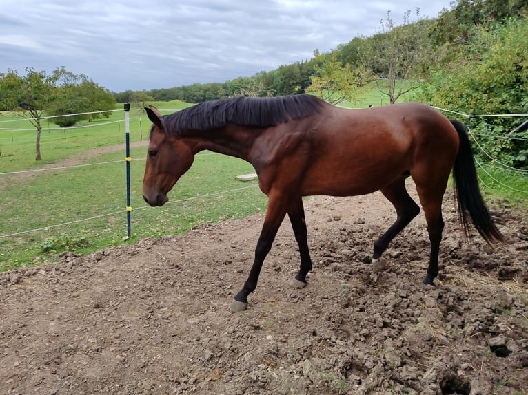 Baden Wuerttemberg Mare 2 years Brown in Küssaberg