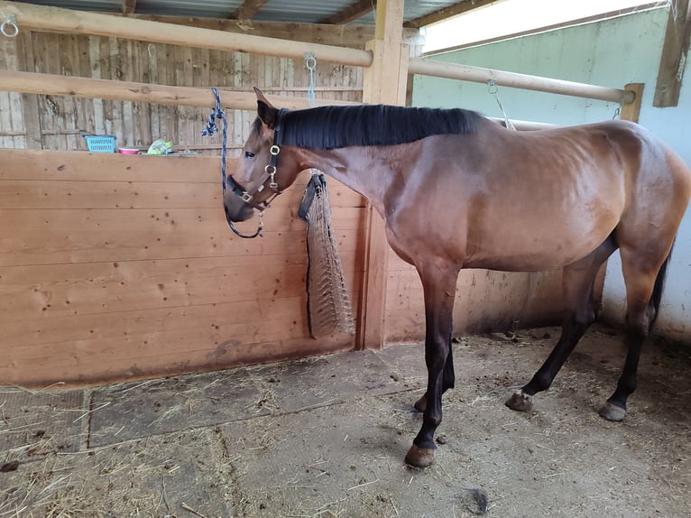 Baden Wuerttemberg Mare 2 years Brown in Küssaberg