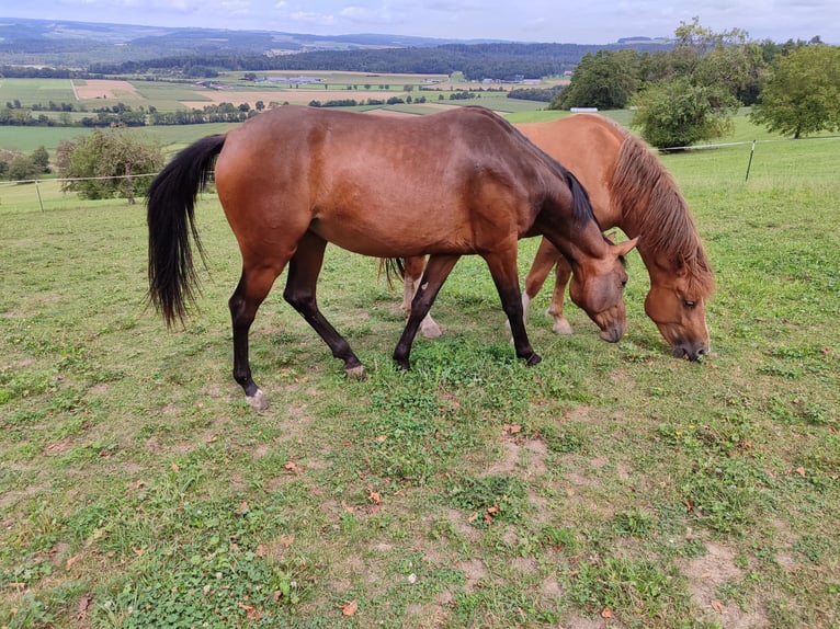 Baden Wuerttemberg Mare 2 years Brown in Küssaberg