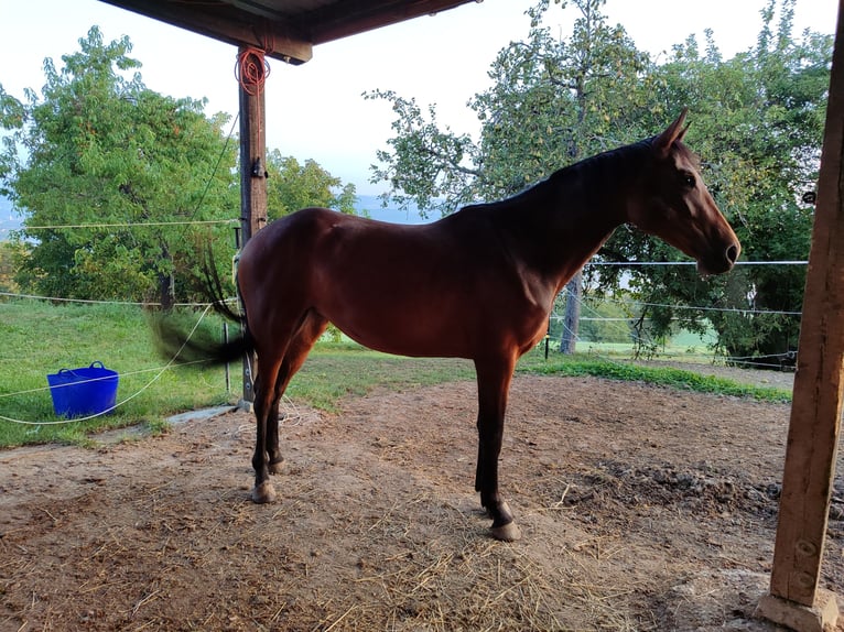 Baden Wuerttemberg Mare 2 years Brown in Küssaberg