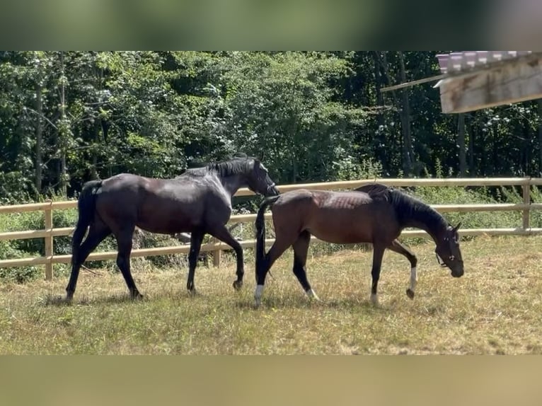 Baden Wuerttemberg Mare 3 years 15,2 hh Bay-Dark in Wehringen