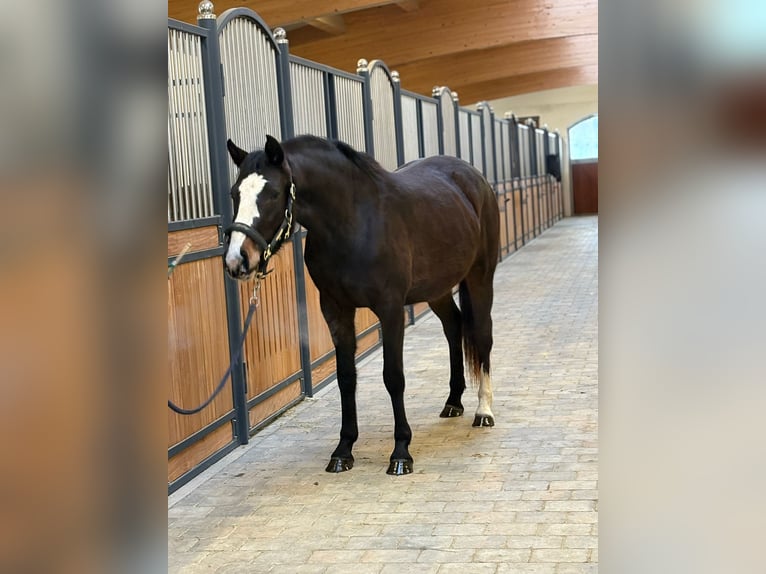 Baden Wuerttemberg Mare 3 years 15 hh Bay-Dark in Westerheim