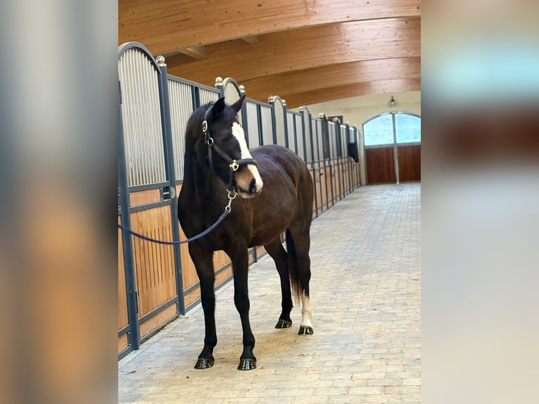 Baden Wuerttemberg Mare 3 years 15 hh Bay-Dark in Westerheim