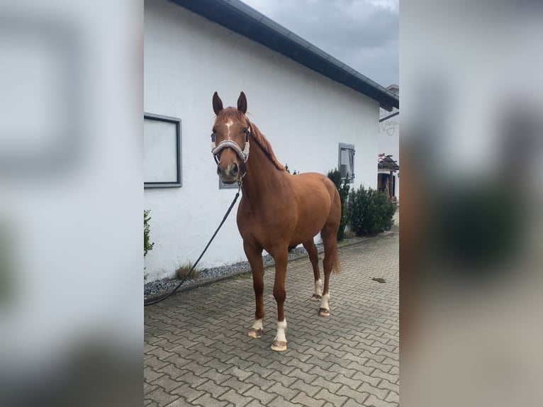 Baden Wuerttemberg Mare 3 years 16 hh Chestnut-Red in Westerheim