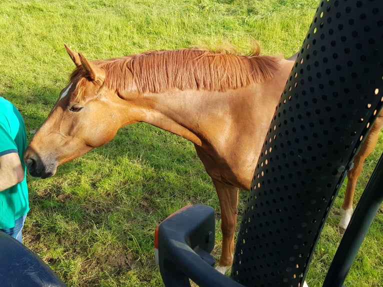 Baden Wuerttemberg Mare 3 years 16 hh Chestnut-Red in Westerheim