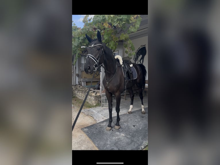 Baden Wuerttemberg Mare 3 years 16,1 hh Black in W&#xFC;rzburg