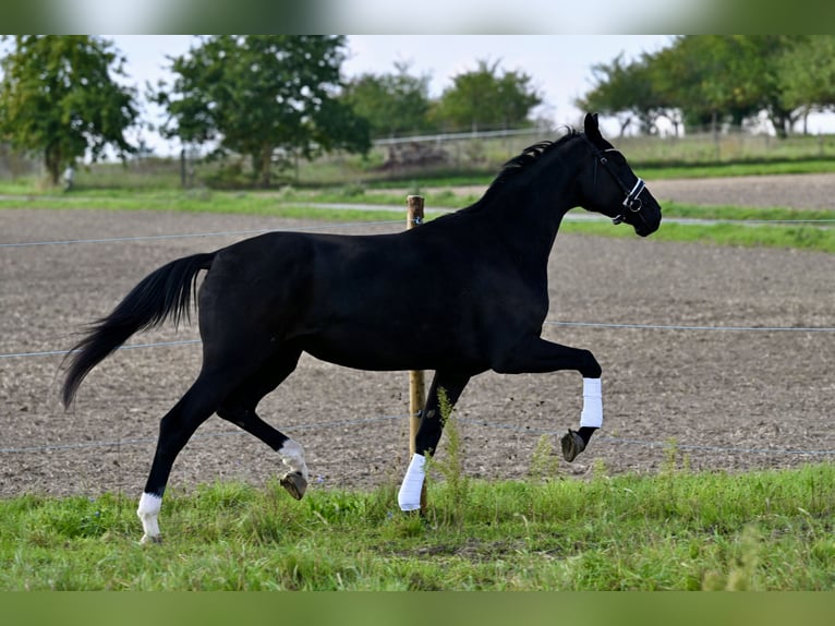 Baden Wuerttemberg Mare 3 years 16,1 hh Black in W&#xFC;rzburg