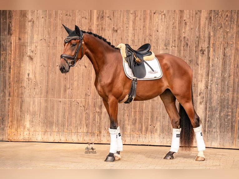 Baden Wuerttemberg Mare 3 years 16,1 hh Brown in Kirchheim am Ries