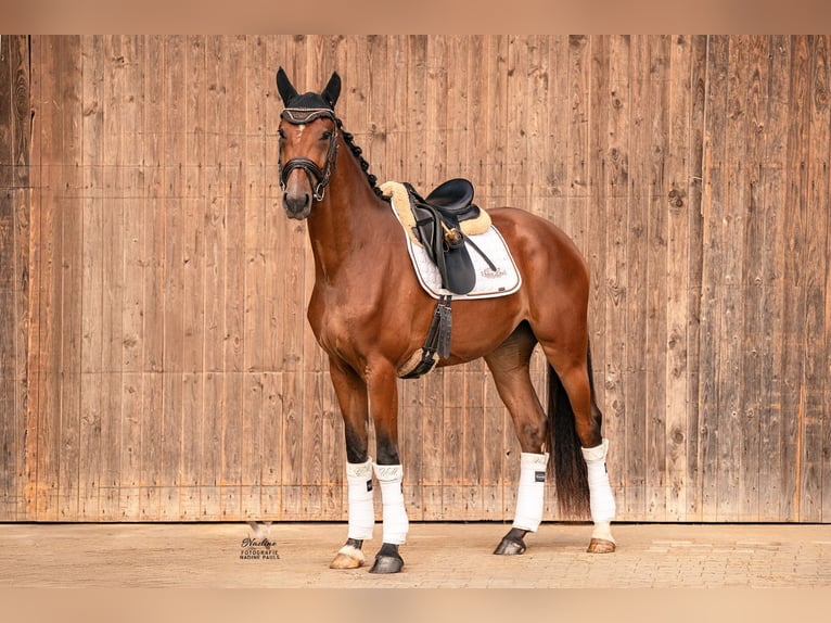 Baden Wuerttemberg Mare 3 years 16,1 hh Brown in Kirchheim am Ries