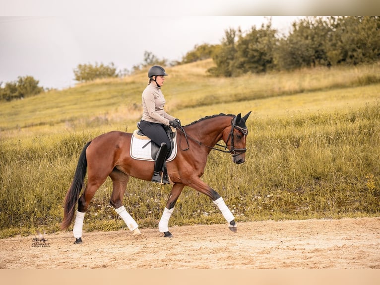 Baden Wuerttemberg Mare 3 years 16,1 hh Brown in Kirchheim am Ries