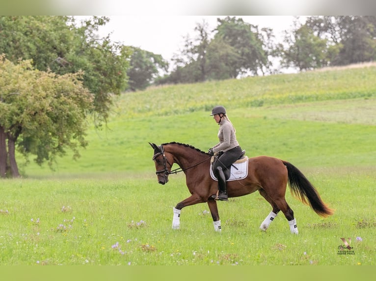 Baden Wuerttemberg Mare 3 years 16,1 hh Brown in Kirchheim am Ries