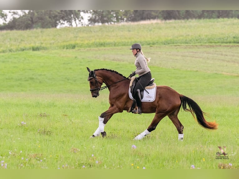Baden Wuerttemberg Mare 3 years 16,1 hh Brown in Kirchheim am Ries