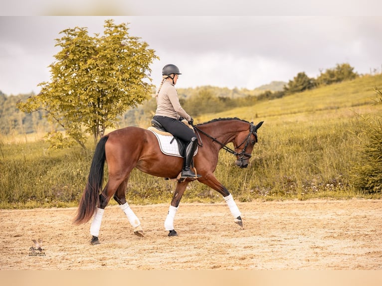 Baden Wuerttemberg Mare 3 years 16,1 hh Brown in Kirchheim am Ries