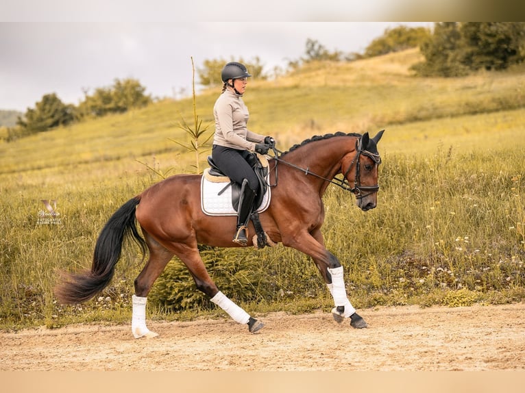 Baden Wuerttemberg Mare 3 years 16,1 hh Brown in Kirchheim am Ries
