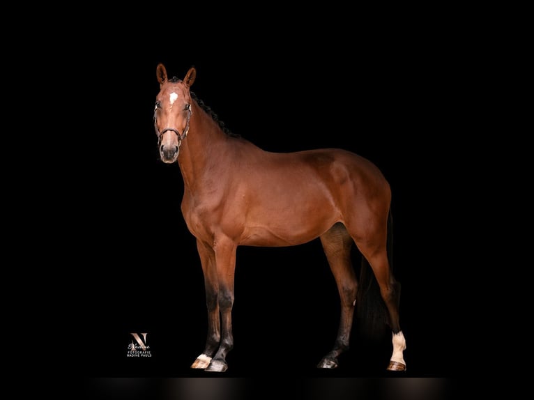 Baden Wuerttemberg Mare 3 years 16,1 hh Brown in Kirchheim am Ries