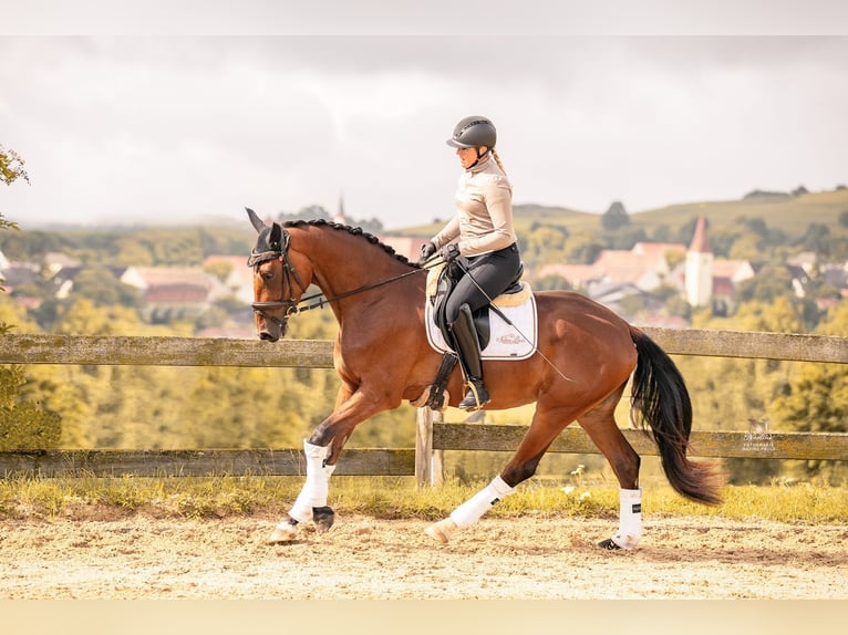Baden Wuerttemberg Mare 3 years 16,1 hh Brown in Kirchheim am Ries